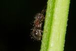 Meranoplus bicolor.jpg