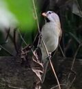 Paradoxornis gularis (cropped).jpg