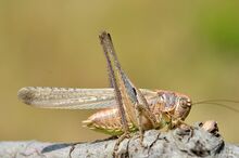 Platycleis intermedia male (9566304870).jpg
