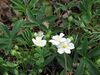 Potentilla alba close-up.jpg
