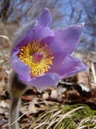 Pulsatilla grandis, Pvažský Inovec, Slovensko (2006).jpg