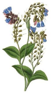 Symphytum caucasicum - Curtis.jpg