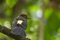 Tawny-breasted Flycatcher.jpg