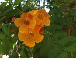 Tecoma 'Orange Jubilee'.jpg