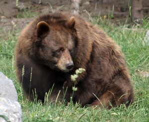 Bear (1414227832).jpg