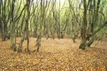 Bricket Wood Common - geograph.org.uk - 71828.jpg