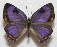 Colorado Hairstreak, MM.JPG