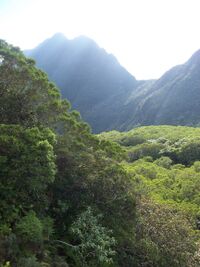 ForêtBélouveRéunion 01.JPG