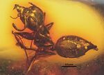 MBISAX001 Gesomyrmex hoernesi.jpg