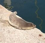 Monachus monachus.jpg