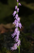 Neottianthe cucullata (flower).JPG