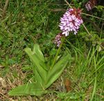 Orchidaceae - Orchis purpurea-1.JPG