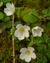 Oxalis acetosella jfg.jpg