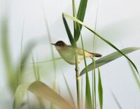 Paddyfield Warbler (Acrocephalus agricola) in Kolkata W IMG 3259.jpg