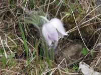 Pulsatilla patens IMG 3238.jpg