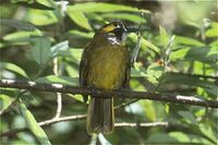 Pycnonotus penicillatus.jpg