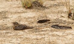 Standard-winged Nightjar 1.jpg