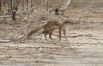 Striped ground squirrel.jpg