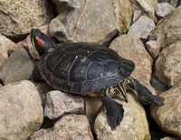 Tortuga de orejas rojas (Trachemys scripta elegans), jardín botánico de Tallin, Estonia, 2012-08-12, DD 01.JPG