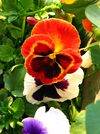 Viola x wittrockiana 001.jpg