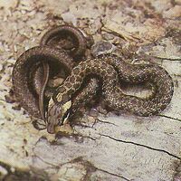 Zamenis longissimus longissimus.jpg