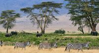 Zebras, Serengeti savana plains, Tanzania.jpg
