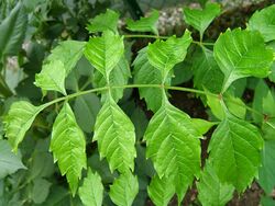 2008-07-16Campsis 06.jpg