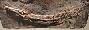 Atractosteus strausi - Huston Museum Nat Sci - DSC01960.jpg
