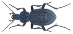 Carabus (Procerus) scabrosus tauricus Bonelli, 1811 (24020450293).png