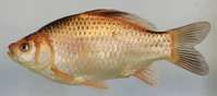 Carassius auratus (S0141) (12460419425).jpg