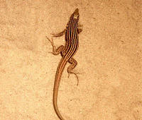 A small brown lizard with yellow stripes standing on a tan substrate.