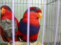 Eos histrio -two captive-6a.jpg