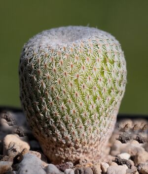 Epithelantha micromeris unguispina L1022 (8988733971).jpg