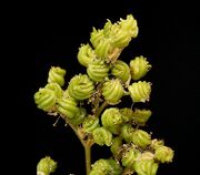 Filipendula ulmaria 12 ies.jpg