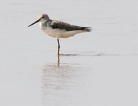 Flickr - don macauley - Bird 004.jpg