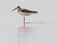 Flickr - don macauley - Bird 004.jpg