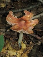Hygrocybe calyptriformis 100949.jpg