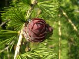 Larix (cone).jpg