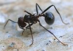Myrmicaria brunnea4.jpg