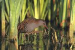 Rallus aquaticus 3 (Marek Szczepanek).jpg