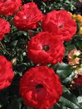 Rosa 'Planten un Blomen' 03.jpg