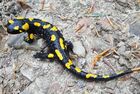 Salamandra salamandra BM3.jpg