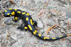 Salamandra salamandra BM3.jpg