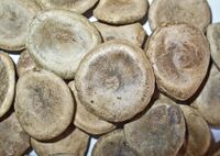 Strychnos nux-vomica 003.JPG
