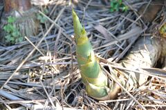 Thorny Bamboo.jpg