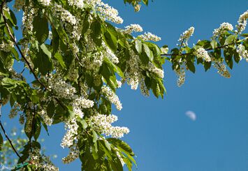 Ухта, черёмуха.jpg