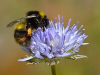 Bombus soroeensis - Jasione montana - Tallinn.jpg