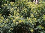 Cestrum parqui.jpg