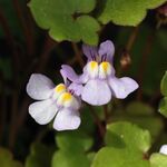 Cymbalaria muralis close up.jpg