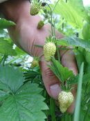 Fragaria vesca var. alpina. Kultivar "Belosnezhka" (Snow White).jpg